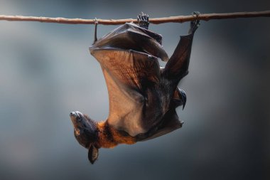 Büyük Uçan Tilki (Pteropus vampyrus)
