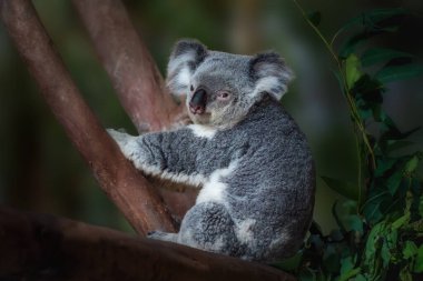 Koala (Phascolarctos cinereus) - Avustralya Marsupial