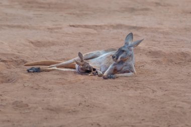 Bebekli kızıl kanguru anne (Osphranter Rufus)