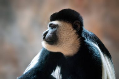 Mantled Guereza mokey (Colobus guereza)