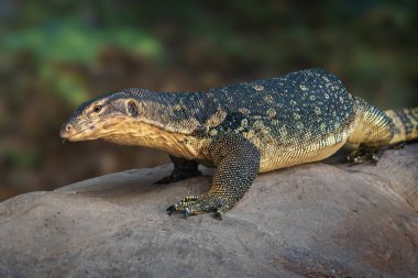 Asya su monitör kertenkele (Varanus salvator)