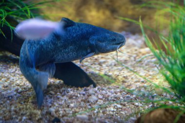 Güney Amerika Catfish (Rhamdia quelen) - Tatlı Su Balığı