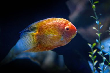 Gold Severum (Heros severus) - Freshwater Fish clipart