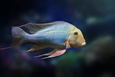 Pearl Cichlid Altifrons (Geophagus altifrons) - Freshwater Fish clipart