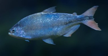 Piraputanga (Brycon joy) - Tatlı Su Balığı