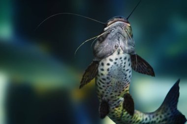 Jundiara Catfish (Pseudoplatystoma sp x Leiarius marmoratus) - Melez Tatlı Su Balığı