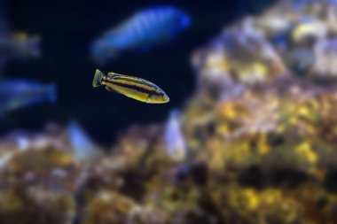 Chipokae Cichlid (Melanochromis chipokae) - Tatlı Su Balığı