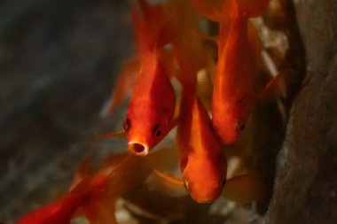 Sudan çıkan Japon Balığı (Carassius auratus) - Tatlı su evcil balığı