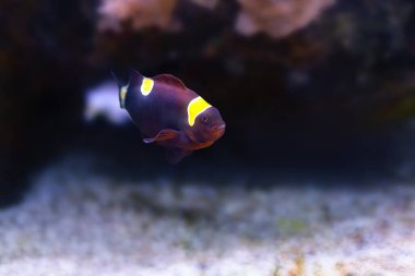 Maroon Clownfish (Premnas biaculeatus) or Spine-cheeked Anemonefish - Marine Fish clipart
