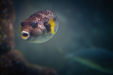 Beyaz benekli kirpi balığı (Arothron hispidus)