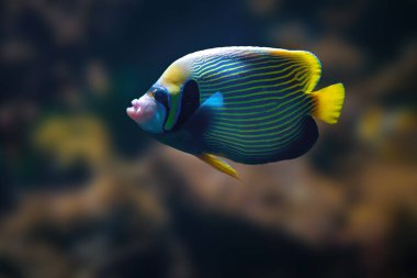 İmparator Melek Balığı (Pomacanthus imperator) - Deniz Balığı
