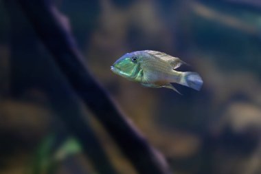 Demon Eartheater (Satanoperca jurupari) - Freshwater Fish clipart