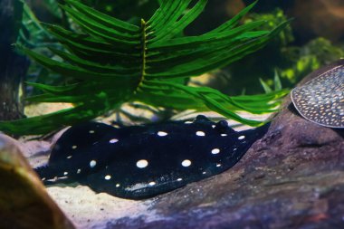 Bigtooth Nehri Stingray (Potamotrygon henlei)