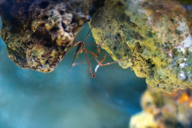 Sarı Ok Yengeci (Stenorhynchus seticornis)