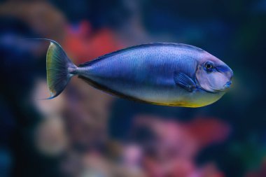Orange Spine Surgeonfish (Naso lituratus) - Marine Fish clipart