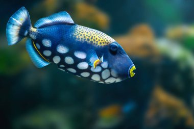 Clown Triggerfish (Balistoides conspicillum) - Marine Fish clipart