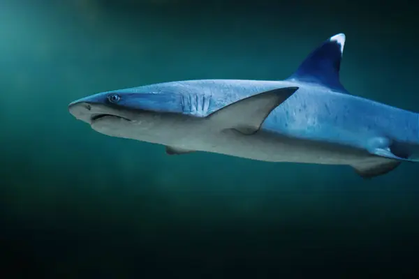 Žralok Bělavý Triaenodon Obesus Stock Obrázky