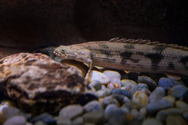 Eyer eyerli Bichir (Polypterus endlicheri) - Tatlı su balığı