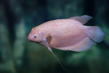 Albino Dev Gourami (Osphronemus goramy) - Tatlı Su Balığı