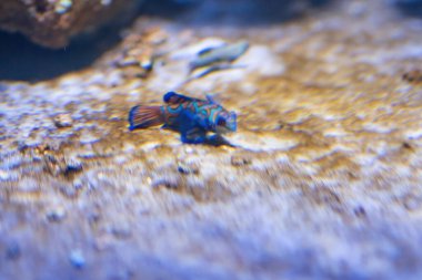 Mandarin Balığı (Synchiropus splendidus) - Deniz balığı