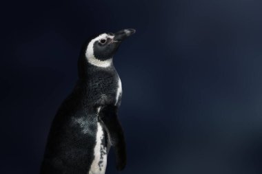 Magellanic Penguin (Spheniscus magellanicus) - South American Penguin clipart
