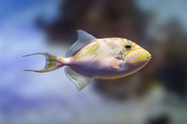 Queen Triggerfish (Balistes vetula) - Marine fish clipart