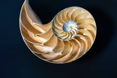 İmparator Nautilus kabuğunun içi (Nautilus Pompilius) - Deniz kabuğu