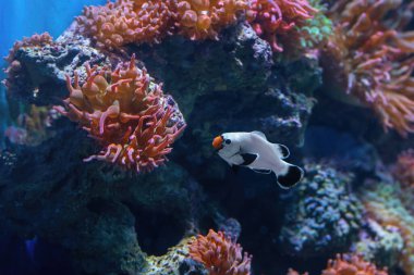 Frostbite Ocellaris Clownfish (Amphiprion ocellaris) - Aquarium fish clipart