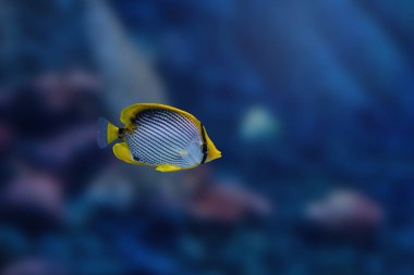 Blackback Butterflyfish (Chaetodon melannotus) - Marine fish clipart