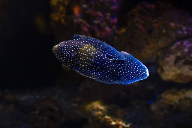 Kuyruklu yıldız (Calloplesiops altivelis) - Deniz balığı