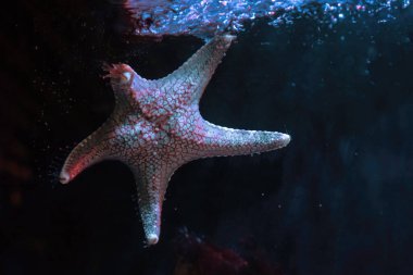Yastık Yıldızı (Pentaceraster sp.) - Denizyıldızı.
