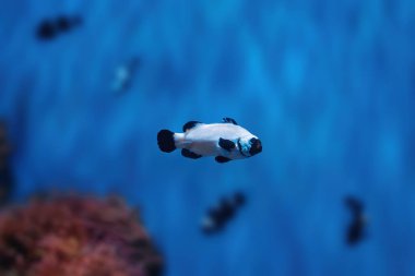 Black Frostbite Ocellaris Clownfish (Amphiprion ocellaris) - Aquarium fish clipart