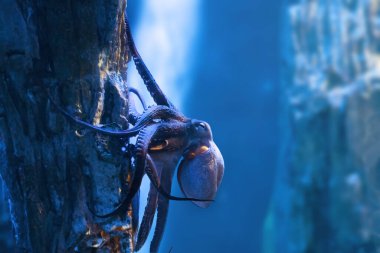 Octopus su altında yaygın (Octopus vulgaris)