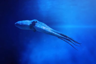 Ahtapot yüzme (Octopus vulgaris)
