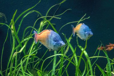 Boeseman 'ın Rainbowfish' i (Melanotaenia boesemani) - Tatlı su balığı