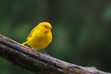 Güzel sarı ispinoz kuşu (Sicalis flaveola)