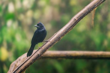 Erkek Yakut kaplama Tanger kuşu (Taşifonus Coronatus)