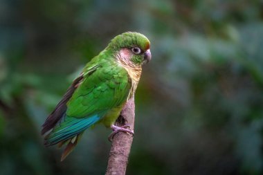 Maroon-bellied parakeet bird (Pyrrhura frontalis) clipart