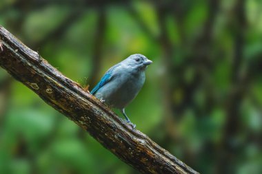 Sayaca Tanager bird (Thraupis sayaca) clipart