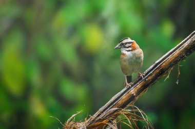 Rufous-collared Sparrow kuşu (Zonotrichia capensis)