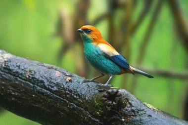 Kestane sırtı Tanger kuşu (Stilpnia preciosa)