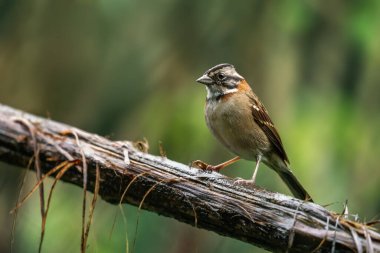 Rufous-collared Sparrow kuşu (Zonotrichia capensis)