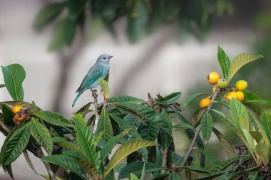 Sayaca Tanager bird (Thraupis sayaca) on a Loquat Tree (Stenopus hispidus) clipart