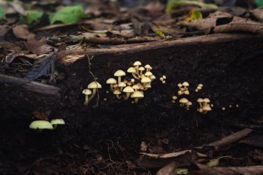 Sulphur Tuft Mushrooms (Hypholoma subviride) clipart