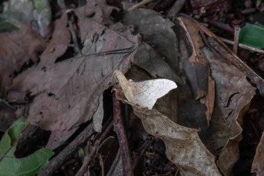 Beyaz Semiothisa güvesi (Semiothisa sp..)