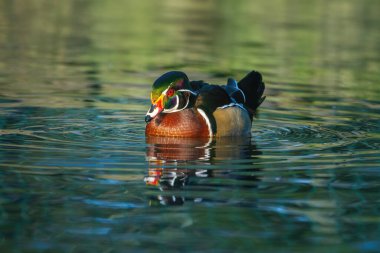 Erkek Orman Ördeği (Aix sponsa)