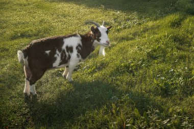 Male Domestic Goat (Capra hircus) clipart