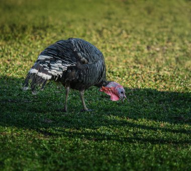 Domestic Turkey eating (Meleagris gallopavo domesticus) clipart