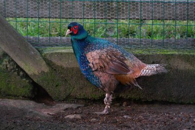 Melez Sülün - Yaygın x Yeşili (Phasianus colchicus x Fhasianus versicolor)