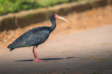 Çıplak yüzlü Ibis kuşu (Phimosus infuscatus)